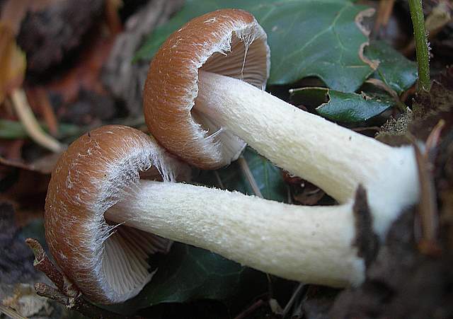 Psathyrella gossypina   (Bull.)   A. Pearson & Dennis